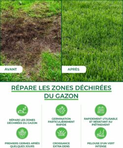 avant après regarnissage gazon réparation zones abîmées pelouse dense verte