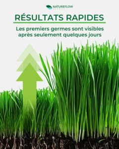 premiers germes gazon regarnissage rapide après quelques jours